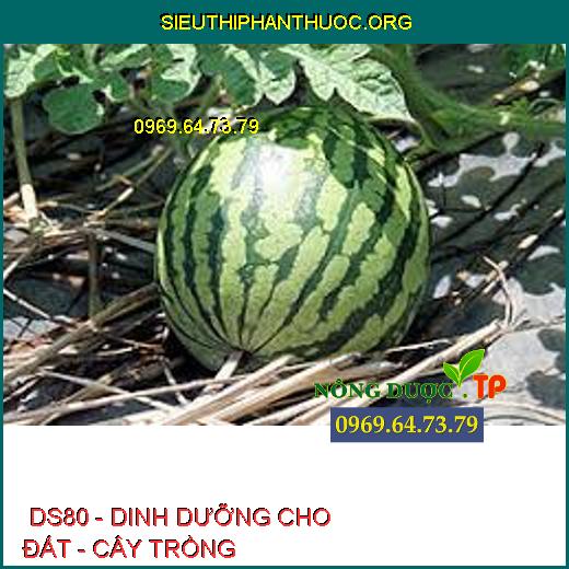  DS80 - DINH DƯỠNG CHO ĐẤT - CÂY TRỒNG