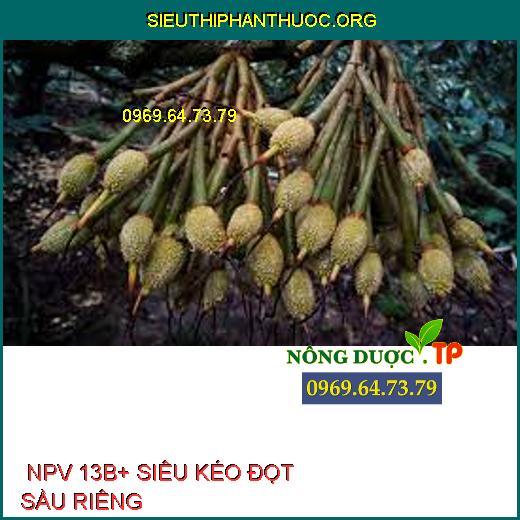  NPV 13B+ SIÊU KÉO ĐỌT SẦU RIÊNG