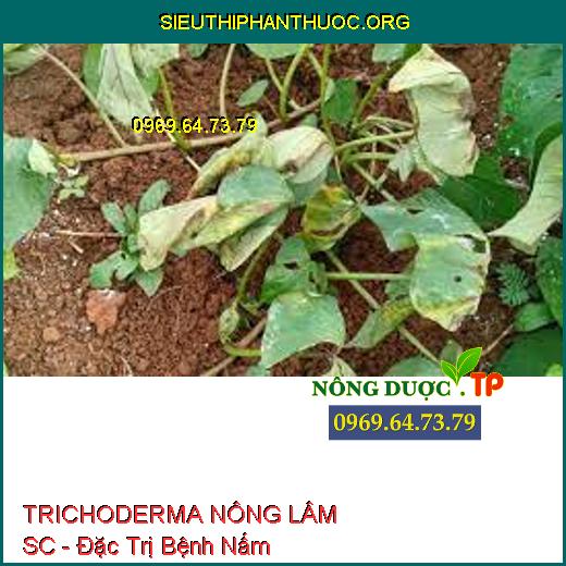 TRICHODERMA NÔNG LÂM SC - Đặc Trị Bệnh Nấm 