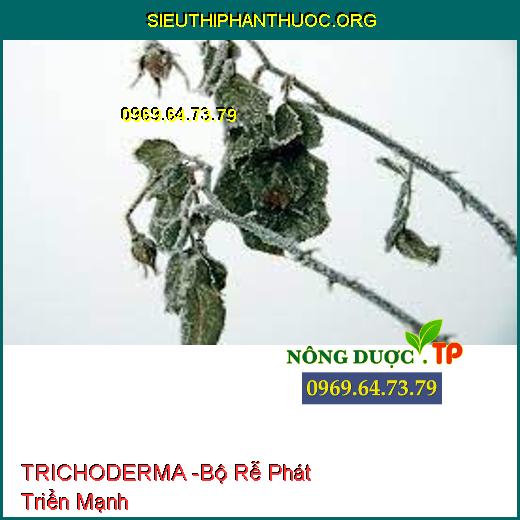 TRICHODERMA -Bộ Rễ Phát Triển Mạnh