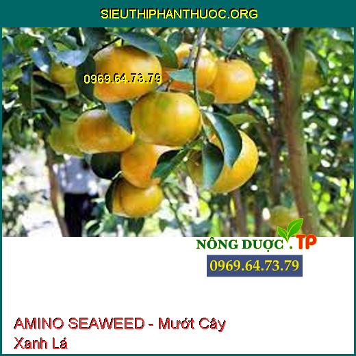 AMINO SEAWEED - Mướt Cây Xanh Lá