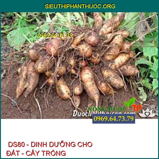  DS80 - DINH DƯỠNG CHO ĐẤT - CÂY TRỒNG