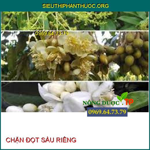 CHẶN ĐỌT SẦU RIÊNG