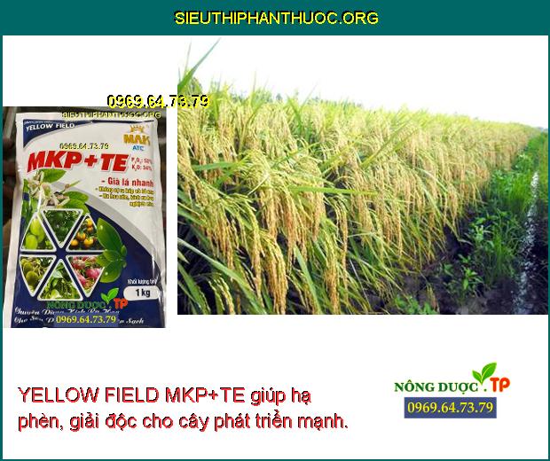 YELLOW FIELD MKP+TE giúp hạ phèn, giải độc cho cây phát triển mạnh.