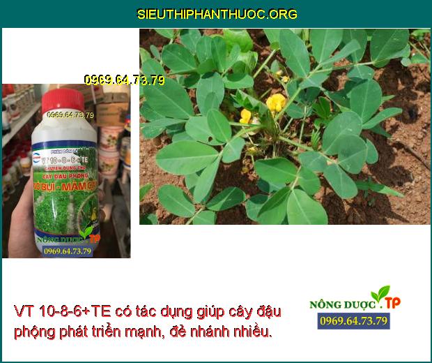 VT 10-8-6+TE có tác dụng giúp cây đậu phộng phát triển mạnh, đẻ nhánh nhiều.
