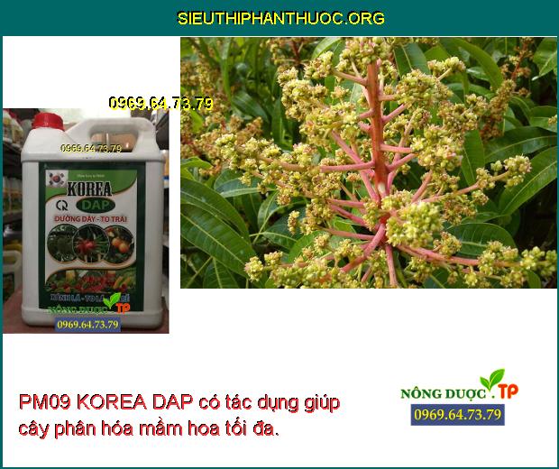 PM09 KOREA DAP có tác dụng giúp cây phân hóa mầm hoa tối đa.