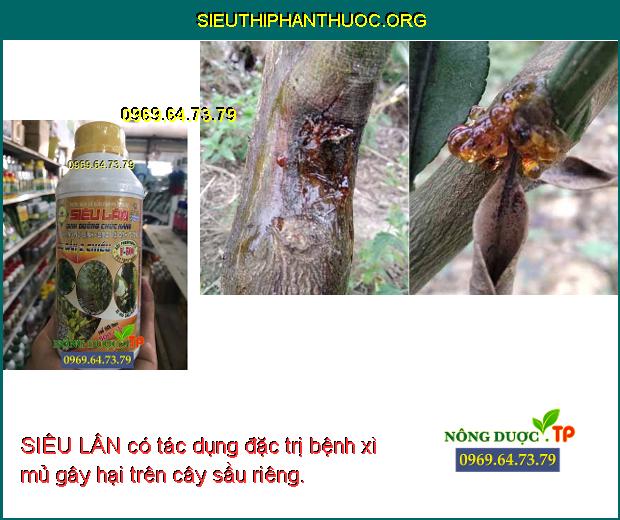 SIÊU LÂN có tác dụng đặc trị bệnh xì mủ gây hại trên cây sầu riêng.