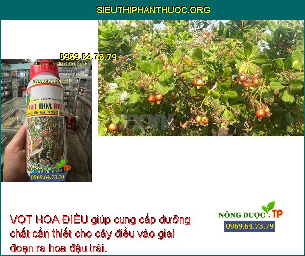 VỌT HOA ĐIỀU giúp cung cấp dưỡng chất cần thiết cho cây điều vào giai đoạn ra hoa đậu trái.
