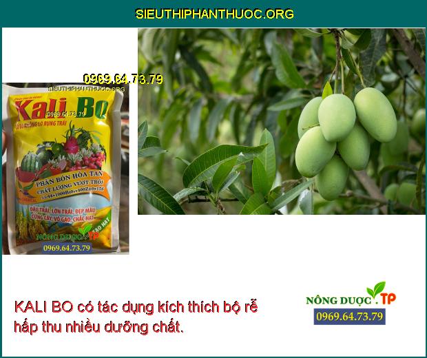KALI BO có tác dụng kích thích bộ rễ hấp thu nhiều dưỡng chất. 