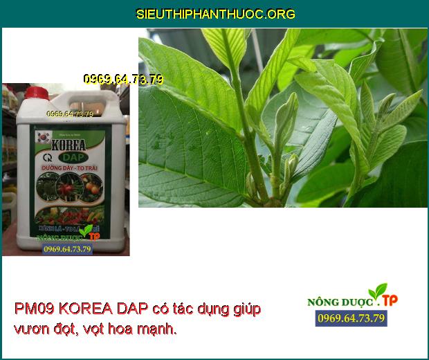 PM09 KOREA DAP có tác dụng giúp vươn đọt, vọt hoa mạnh.