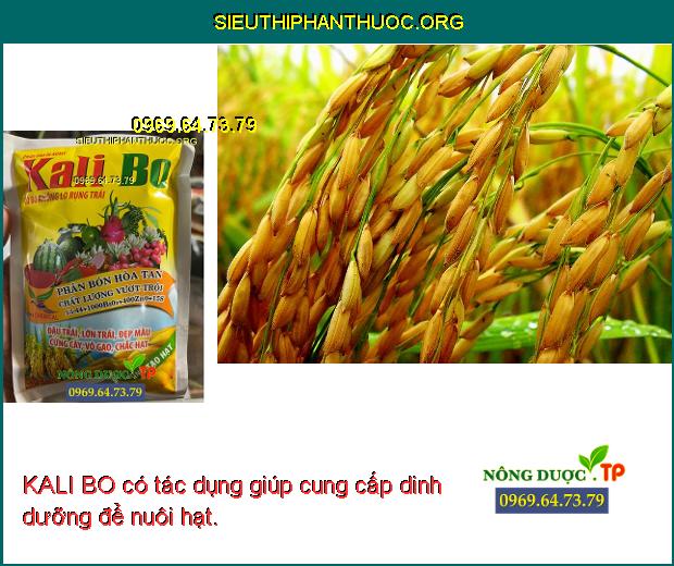 KALI BO có tác dụng giúp cung cấp dinh dưỡng để nuôi hạt.