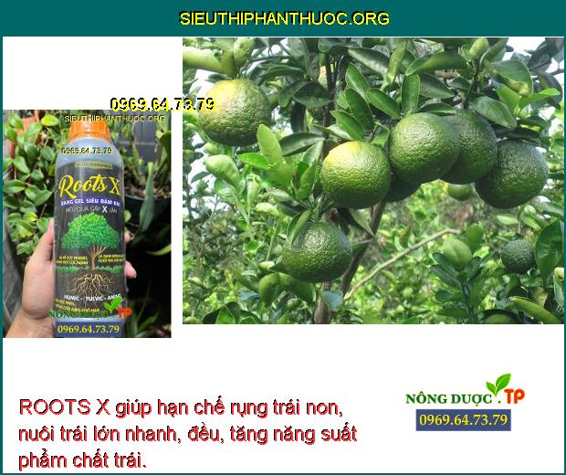 ROOTS X giúp hạn chế rụng trái non, nuôi trái lớn nhanh, đều, tăng năng suất phẩm chất trái.