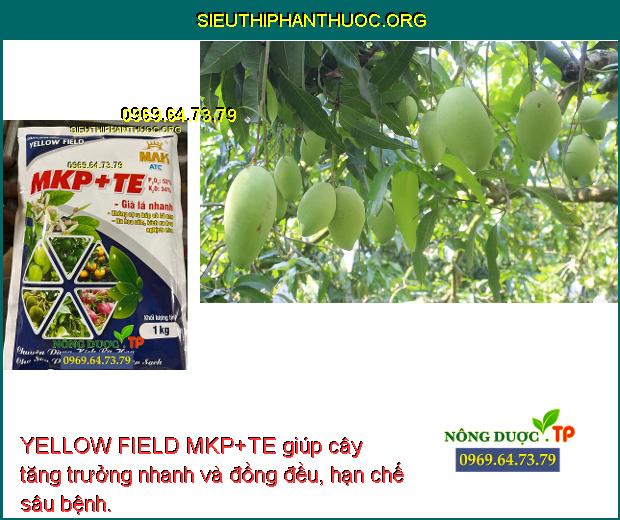 YELLOW FIELD MKP+TE giúp cây tăng trưởng nhanh và đồng đều, hạn chế sâu bệnh.