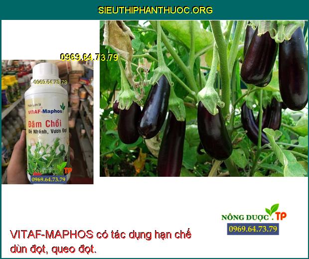 VITAF-MAPHOS có tác dụng hạn chế dùn đọt, queo đọt.