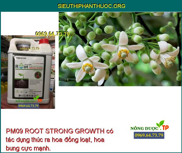 PM09 ROOT STRONG GROWTH có tác dụng thúc ra hoa đồng loạt, hoa bung cực mạnh.