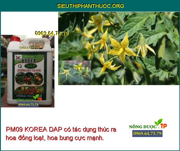 PM09 KOREA DAP có tác dụng thúc ra hoa đồng loạt, hoa bung cực mạnh.