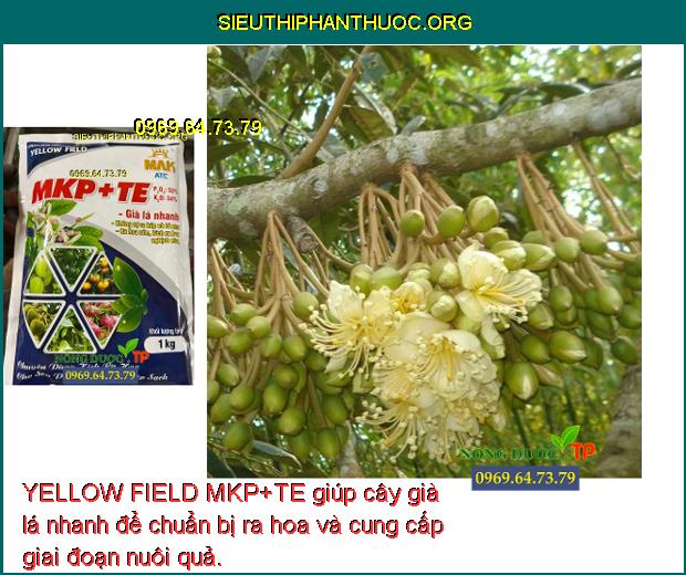 YELLOW FIELD MKP+TE giúp cây già lá nhanh để chuẩn bị ra hoa và cung cấp giai đoạn nuôi quả.