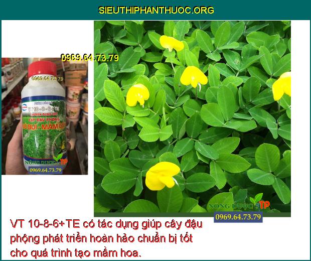 VT 10-8-6+TE có tác dụng giúp cây đậu phộng phát triển hoàn hảo chuẩn bị tốt cho quá trình tạo mầm hoa.