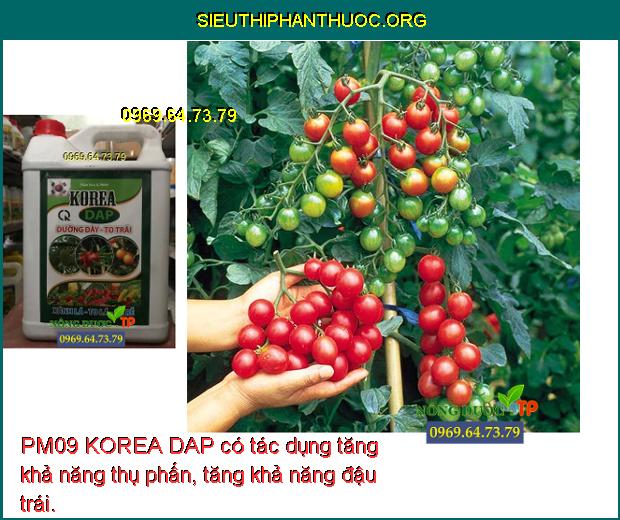 PM09 KOREA DAP có tác dụng tăng khả năng thụ phấn, tăng khả năng đậu trái.
