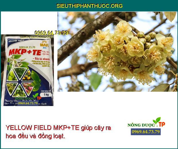 YELLOW FIELD MKP+TE giúp cây ra hoa đều và đồng loạt.
