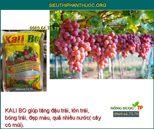 KALI BO giúp tăng đậu trái, lớn trái, bóng trái, đẹp màu, quả nhiều nước( cây có múi).
