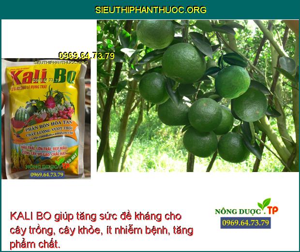 KALI BO giúp tăng sức đề kháng cho cây trồng, cây khỏe, ít nhiễm bệnh, tăng phẩm chất.