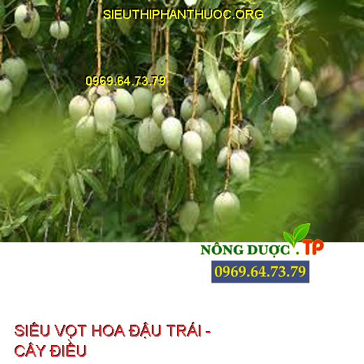 SIÊU VỌT HOA ĐẬU TRÁI -  CÂY ĐIỀU