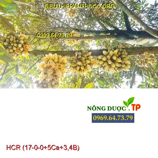 HCR(17-0-0+5Ca+3,4B) -CÂY SẦU RIÊNG -Hạn Chế Rụng Trái Non-Tăng Đậu Trái