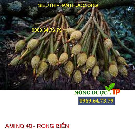 AMINO 40 - RONG BIỂN