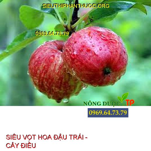 SIÊU VỌT HOA ĐẬU TRÁI -  CÂY ĐIỀU