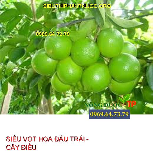 SIÊU VỌT HOA ĐẬU TRÁI -  CÂY ĐIỀU