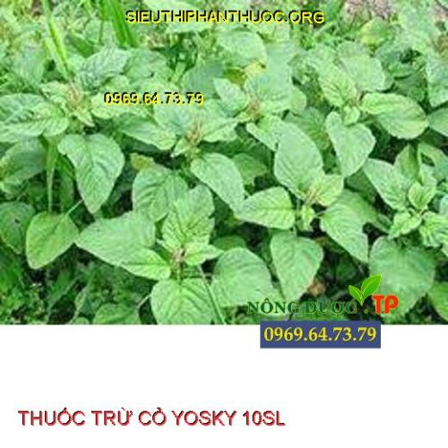 YOSKY 10SL- Đặc Trị Các Loại Cỏ Khó Trị Mần Trầu- Rau Trai- Thài Lài ...