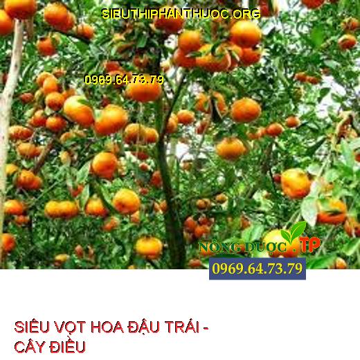 SIÊU VỌT HOA ĐẬU TRÁI -  CÂY ĐIỀU