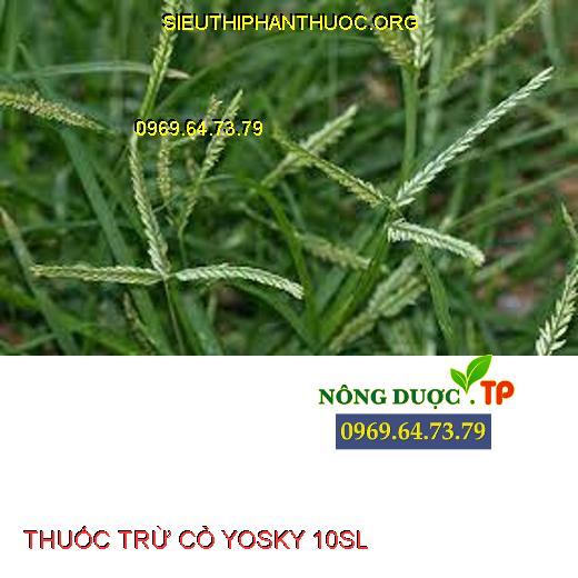 YOSKY 10SL- Đặc Trị Các Loại Cỏ Khó Trị Mần Trầu- Rau Trai- Thài Lài ...