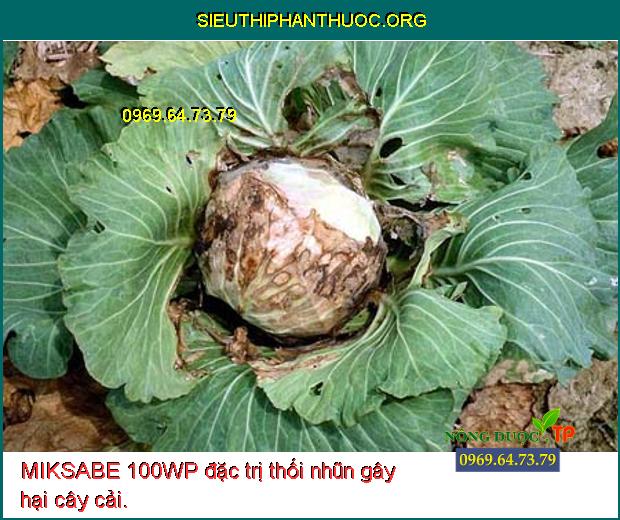 MIKSABE 100WP đặc trị thối nhũn gây hại cây cải.