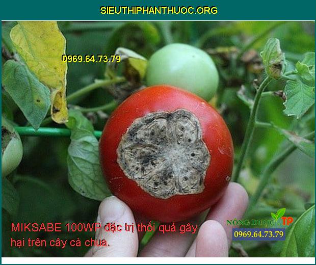 MIKSABE 100WP đặc trị thối quả gây hại trên cây cà chua.