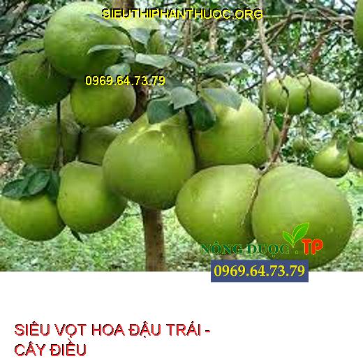 SIÊU VỌT HOA ĐẬU TRÁI -  CÂY ĐIỀU