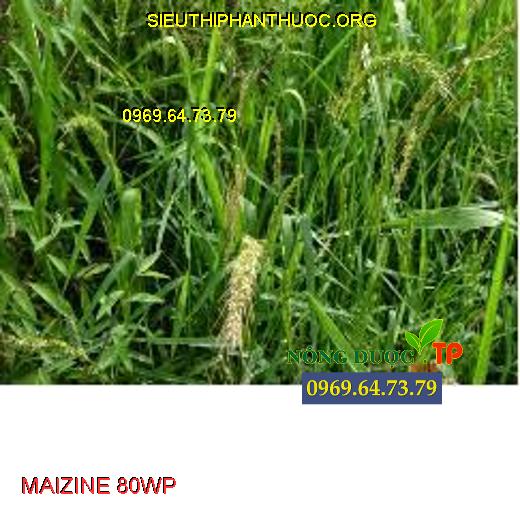 MAIZINE 80WP