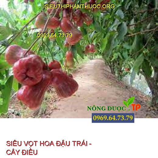 SIÊU VỌT HOA ĐẬU TRÁI -  CÂY ĐIỀU