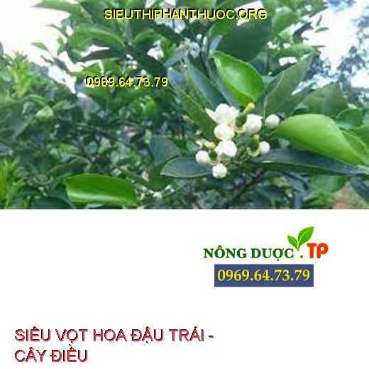 SIÊU VỌT HOA ĐẬU TRÁI -  CÂY ĐIỀU