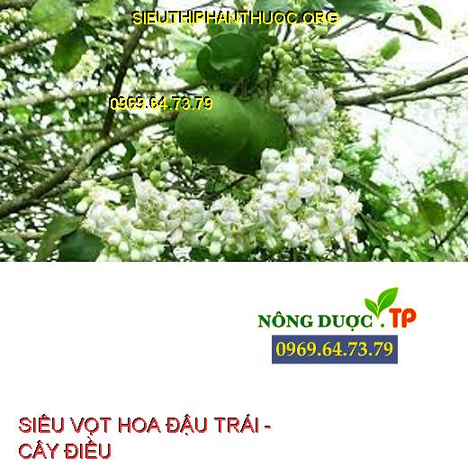 SIÊU VỌT HOA ĐẬU TRÁI -  CÂY ĐIỀU