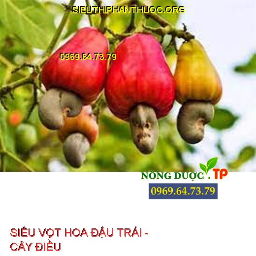 SIÊU VỌT HOA ĐẬU TRÁI  Cung cấp đủ thành phần dinh dưỡng thiết yếu cho cây trồng. Giúp chồi phát triển mạnh, dài, mập, cây phân hóa mầm tốt. Giúp cây ra hoa nhiều , hoa nở đồng đều, nở hoa nhanh. Tăng khả năng thụ phấn, đậu trái đồng đều. Hạn chế hiên tượng khô đen bông, rụng bông. Chống rụng trái non, giúp trái lớn nhanh, chắc khỏe.