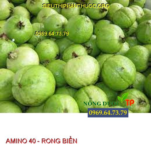 AMINO 40 - RONG BIỂN