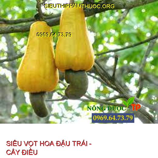 SIÊU VỌT HOA ĐẬU TRÁI  Cung cấp đủ thành phần dinh dưỡng thiết yếu cho cây trồng. Giúp chồi phát triển mạnh, dài, mập, cây phân hóa mầm tốt. Giúp cây ra hoa nhiều , hoa nở đồng đều, nở hoa nhanh. Tăng khả năng thụ phấn, đậu trái đồng đều. Hạn chế hiên tượng khô đen bông, rụng bông. Chống rụng trái non, giúp trái lớn nhanh, chắc khỏe.