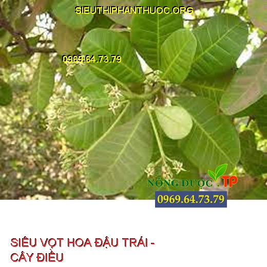 SIÊU VỌT HOA ĐẬU TRÁI  Cung cấp đủ thành phần dinh dưỡng thiết yếu cho cây trồng. Giúp chồi phát triển mạnh, dài, mập, cây phân hóa mầm tốt. Giúp cây ra hoa nhiều , hoa nở đồng đều, nở hoa nhanh. Tăng khả năng thụ phấn, đậu trái đồng đều. Hạn chế hiên tượng khô đen bông, rụng bông. Chống rụng trái non, giúp trái lớn nhanh, chắc khỏe.