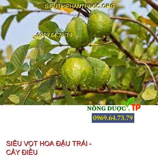 SIÊU VỌT HOA ĐẬU TRÁI -  CÂY ĐIỀU