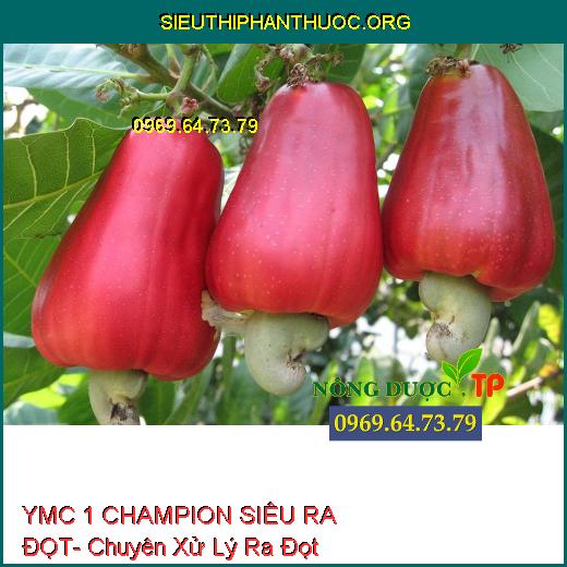 YMC 1 CHAMPION SIÊU RA ĐỌT- Chuyên Xử Lý Ra Đọt