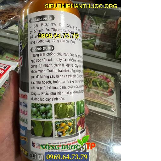 HITOCO 05 SIÊU KÉO ĐỌT- Xanh Cây, Mập Cọng, Xanh Lá