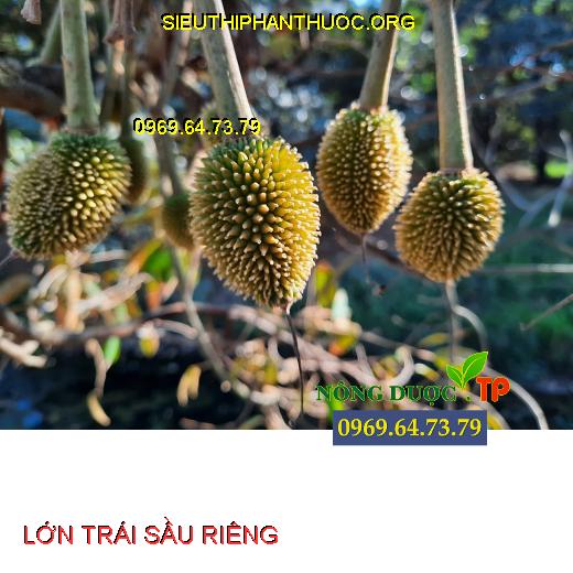 LỚN TRÁI SẦU RIÊNG