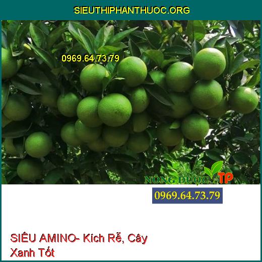 SIÊU AMINO- Kích Rễ, Cây Xanh Tốt,